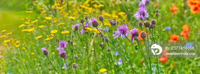 Beautiful flower meadow on the side of the path