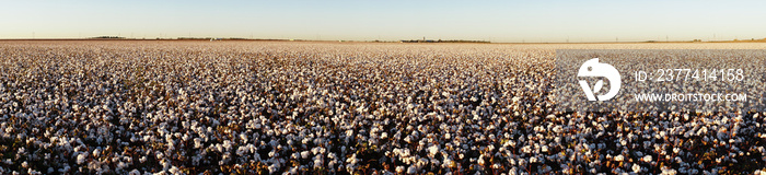 Super Panoramic View Glowing White Bols Top Mature Cotton Plants