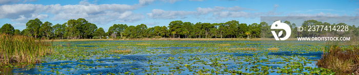A tranquil and peaceful panoramic scene of a small lake, covered with lily pads, taken in southwest Florida on a summer’s day.