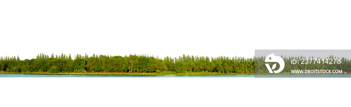 View of a High definition Treeline isolated on a white background.