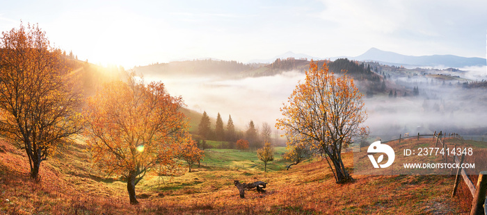 Shiny tree on a hill slope with sunny beams at mountain valley covered with fog. Gorgeous morning scene. Red and yellow autumn leaves. Carpathians, Ukraine, Europe. Discover the world of beauty