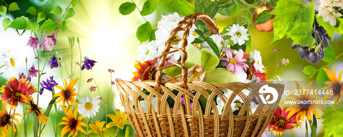 beautiful flowers and basket in the garden