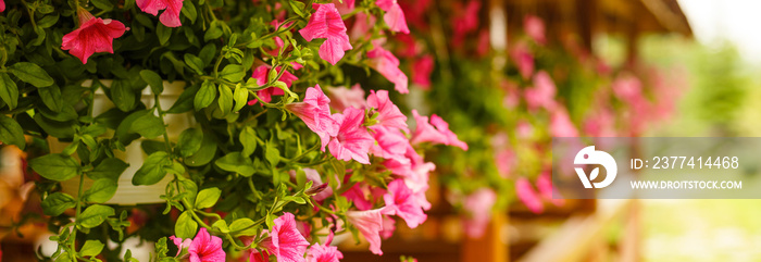 hanging pots of flowers petunias pale pink color on a background of a wooden frame with carved eaves