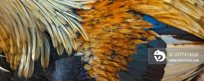 Closeup of beautiful rooster feathers used to make a background