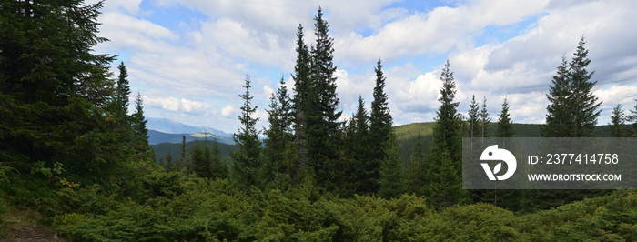 forest in mountains