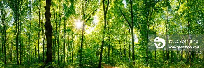 Wald Panorama mit Sonnenstrahlen