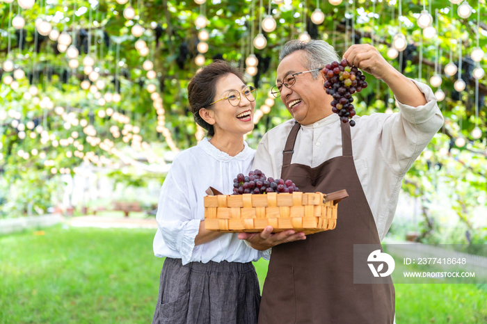 老年夫妻在果园采摘葡萄