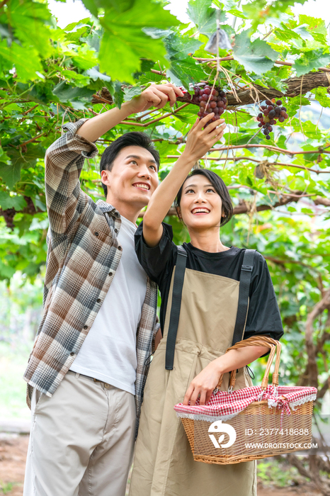 年轻夫妻在果园采摘葡萄