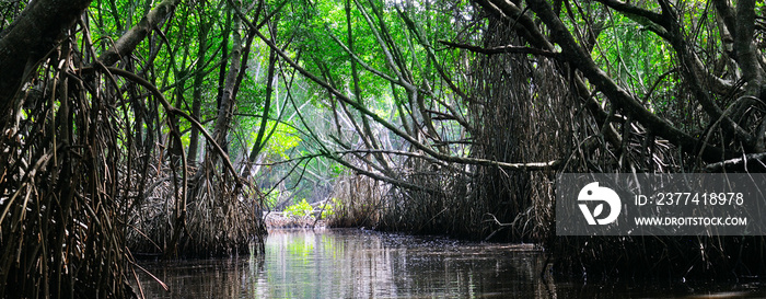 Surreal beauty of jungle landscape with tropical river and mangrove rain forest lit by sun. Wide photo.