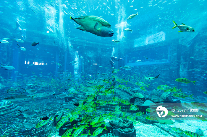 亚特兰蒂斯酒店水族馆