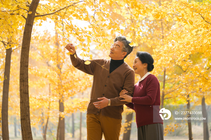 在银杏林散步的老年夫妻