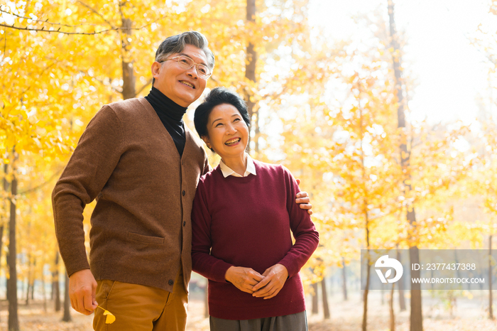 在银杏林散步的老年夫妻