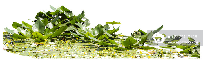 Isolated cutout PNG of  water lilies on a transparent background