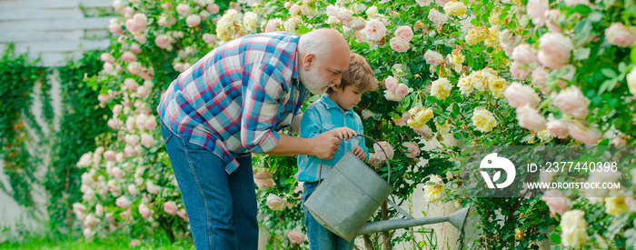 Grandfather and grandchild, spring banner. Happy gardeners with spring flowers. Family generation and relations concept.