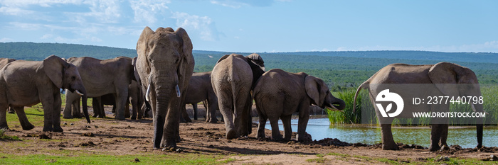 Elephants bathing, Addo Elephant Park South Africa, Family of Elephants in Addo Elephant park, Elephants taking a bath in a water poolwith mud. African Elephants