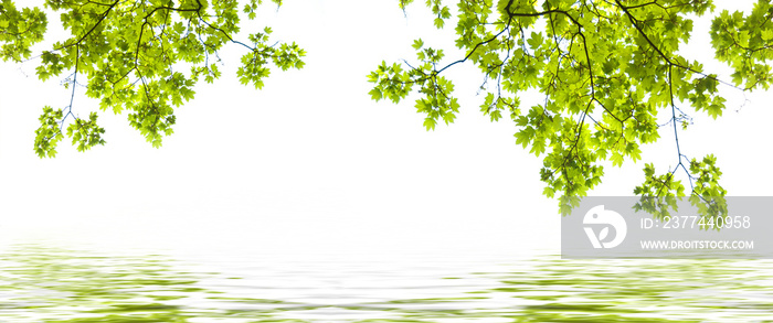 closeup of maple leaves on white background