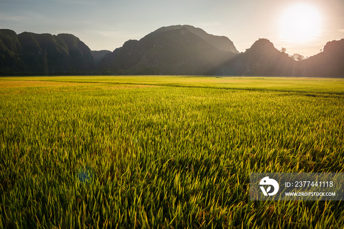 Vista de arrozales al atardecer de la región de Ninh Binh, Vietnam