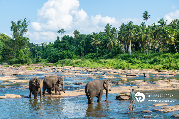 Group of wild elephant in Pinnawala village of Sri Lanka. Pinnawala has the largest herd of captive elephants in the world.