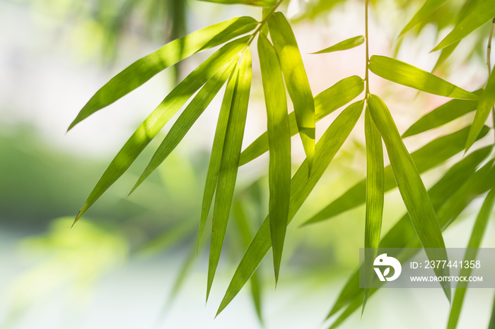 bamboo leaves background