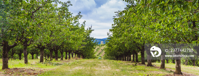 Organic red and sweet Ripening cherries on cherry trees in orchard in early summer