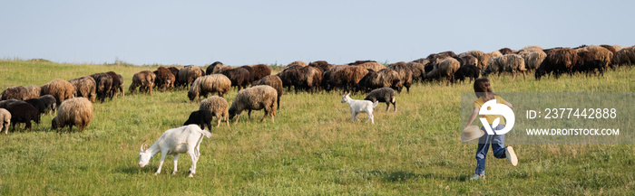 back view of girl running towards herd grazing in green field on summer day, banner.