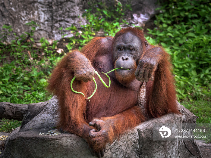 orangutan cute