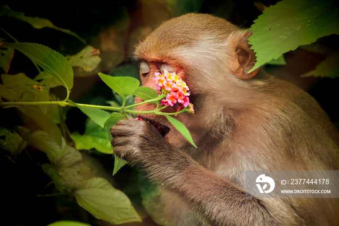 Stumped-tailed red macaque spotted eating wild flowers at Ke Bang National Park in Phong nha, Vietnam