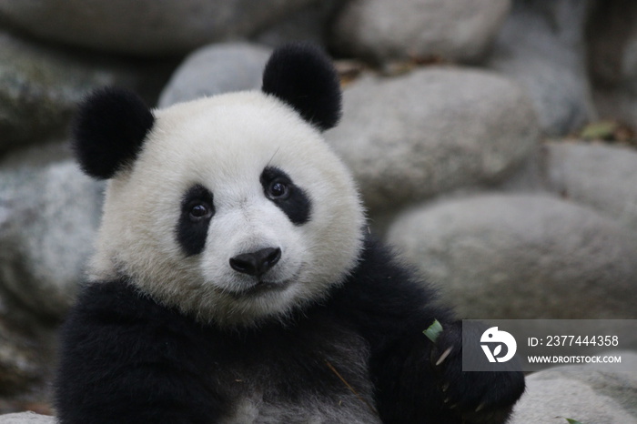 Lovely Face of Fluffy Panda