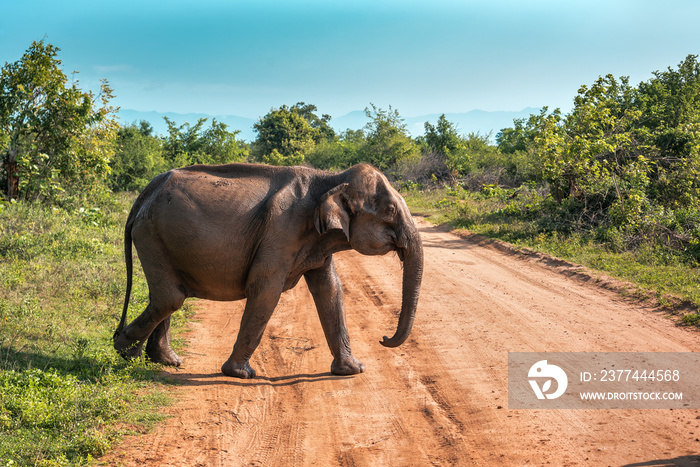 wild elephant in nature reservation