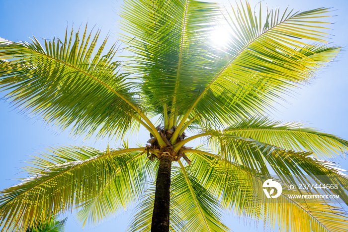 A view of a beach with palm trees