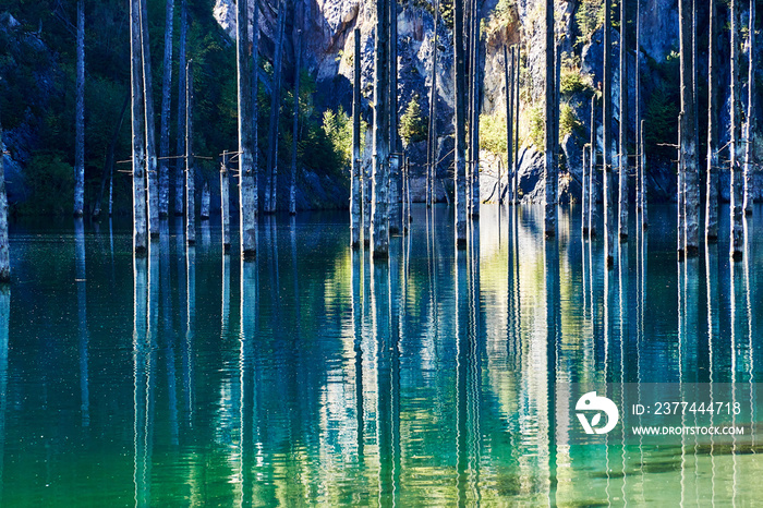 mountain lake with trunks of flooded fir trees