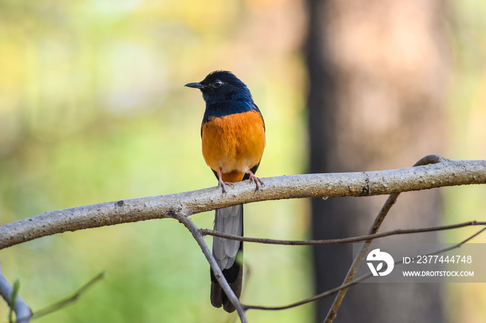 White-rumped Shama, Copsychus malabaricus