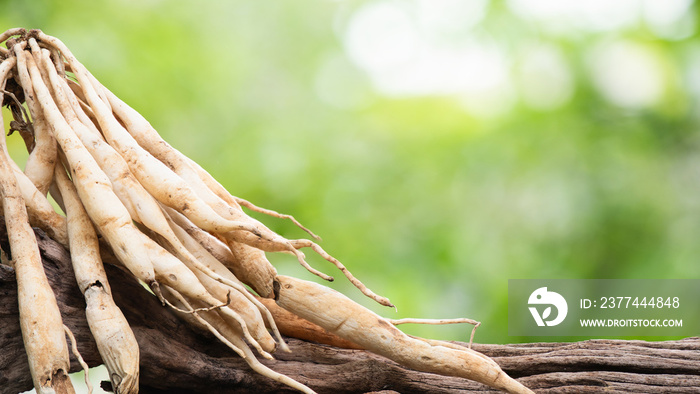 Shatavari or Asparagus racemosus roots on nature background.