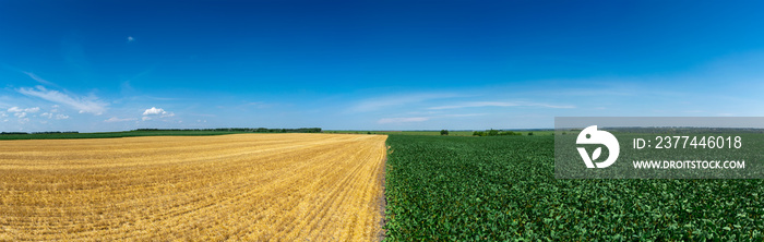 Soybean field in summer