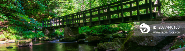 Bridge in the forest