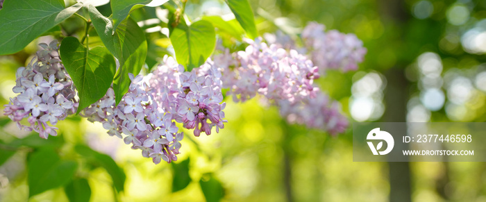 Blooming lilac tree in a green deciduous forest park on a sunny spring day. Close-up of a branch with purple flowers. Soft sunlight. Nature, flowers, botany, flora, environmental conservation, ecology