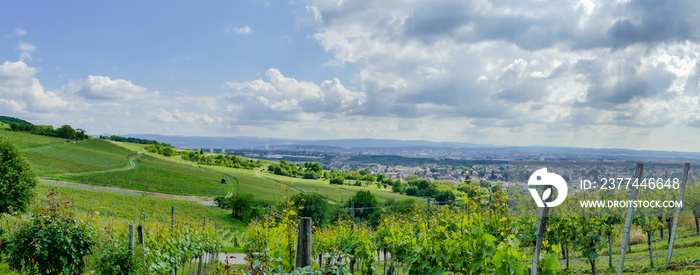 Rebenpanorama Ötlingen