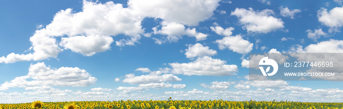 background of blue and azure sky, yellow sunflowers on the horizon