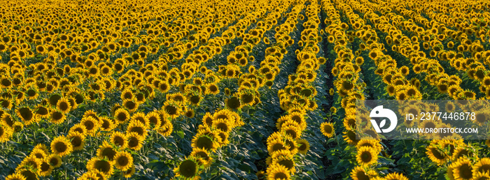 a lot of rows of sunflowers in panoramic view on the field