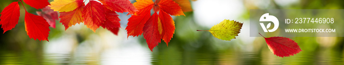 image of autumn leaves above the water close up