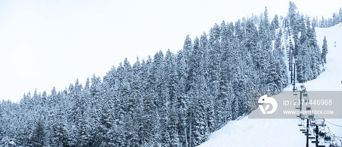 Snow covered evergreens - ski resort mountain side