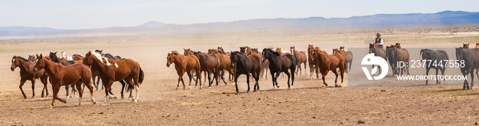 Silver Lake, Oregon, cowboy from a ranch near Silver Lake, wrangling horses to be used for a roundup the following day.