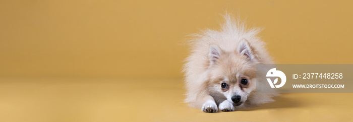 Pomeranian breed dog lying with its head attached to the front legs on a yellow background