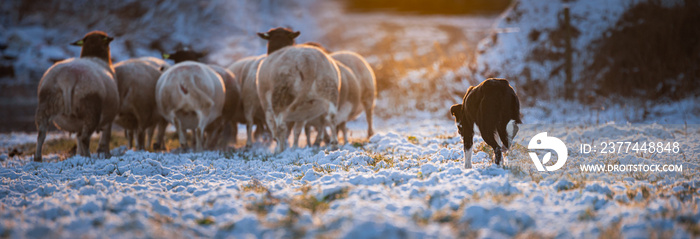 dog herding sheep snow sweden