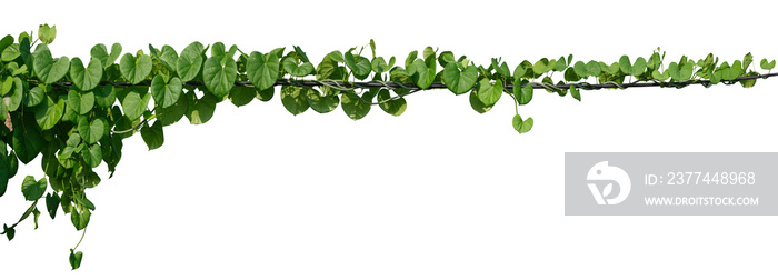 vine plant jungle, climbing isolated on white background. Clipping path