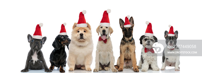 group of seven santa claus puppies sitting together