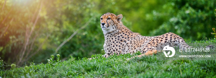 Cheetah resting in green grass in Africa (Acinonyx jubatus).