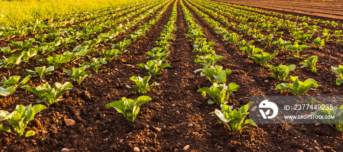 Young cabbage sprouts on the field in rows.