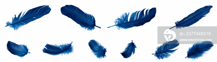 blue goose feathers on a white isolated background