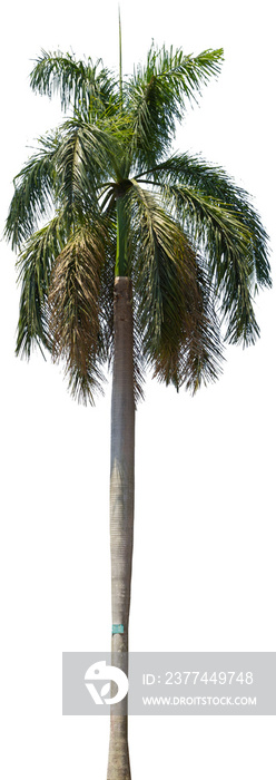 Isolated cutout of a palm tree on a transparent background